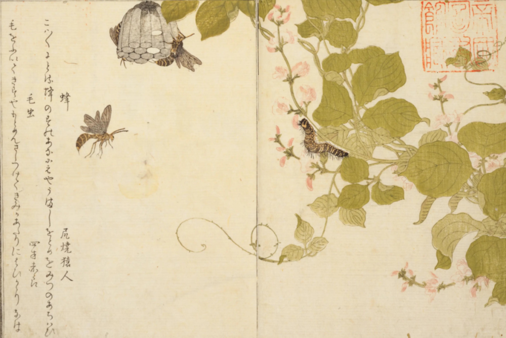 絵 喜多川歌麿 筆『画本虫ゑらみ』より 出典:国立国会図書館デジタルコレクション